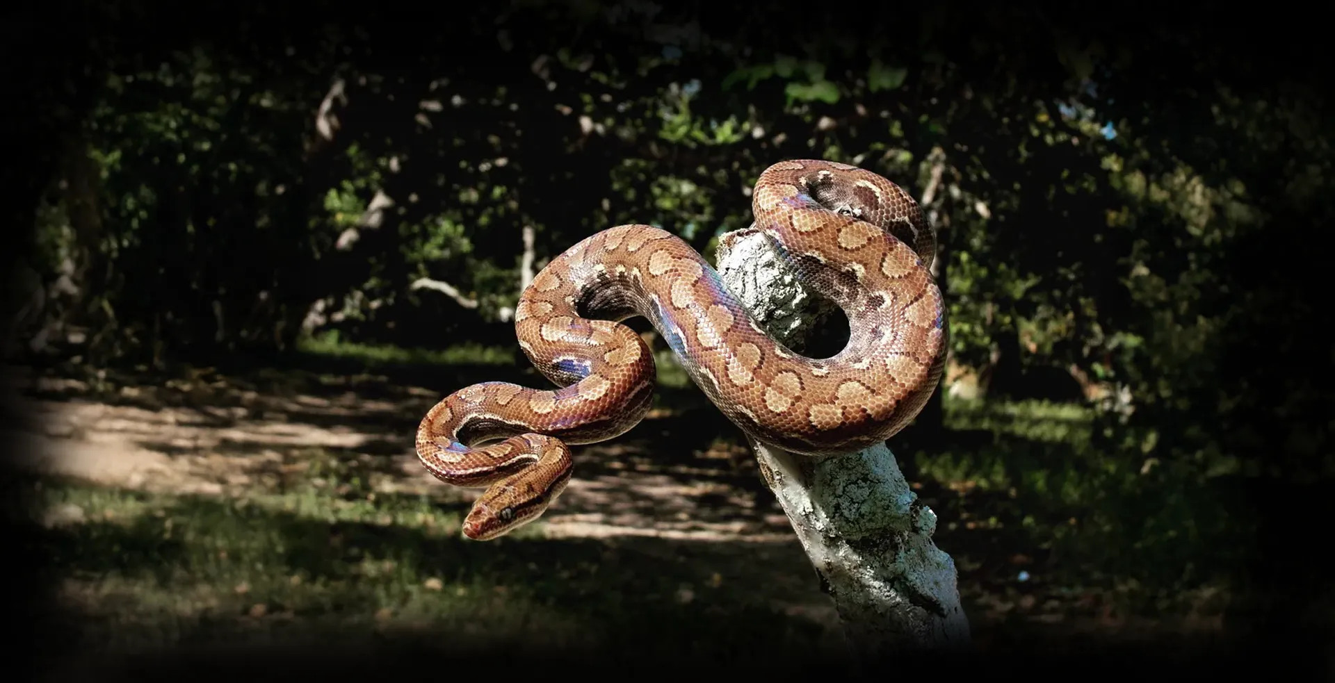 Imagem de fundo de Jiboia Arco-Íris - Poytara